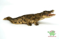 Preview: Schleich Afrika Bundle